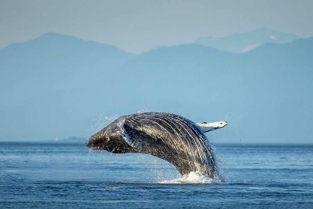 Alaska-Water streams from breaching Humpback Whale in Frederick Sound near Kupreanof Island